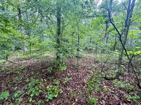 929 Mason Bates Bend Rd, Centerville, TN 37033 photo 3