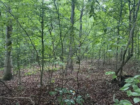 929 Mason Bates Bend Rd, Centerville, TN 37033 photo 5