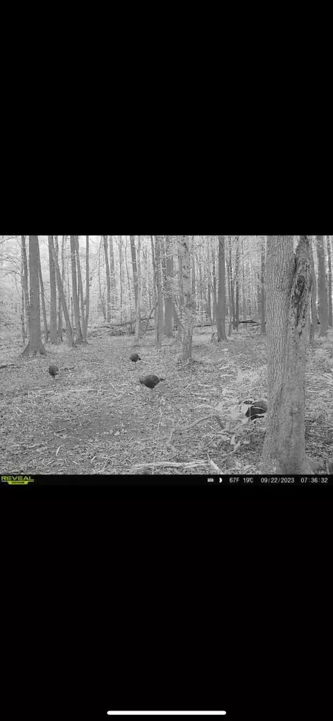 428 Eagle Rd, Buchanan, TN 38222 photo 24
