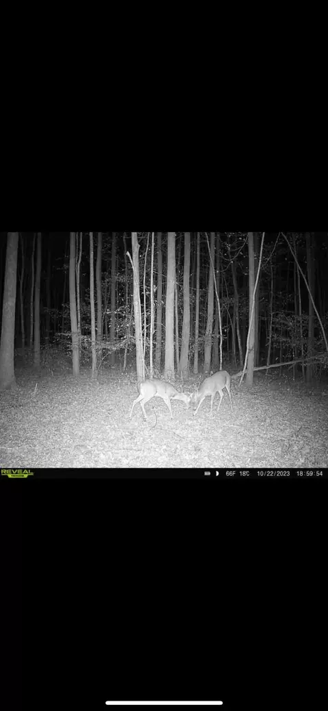 428 Eagle Rd, Buchanan, TN 38222 photo 33