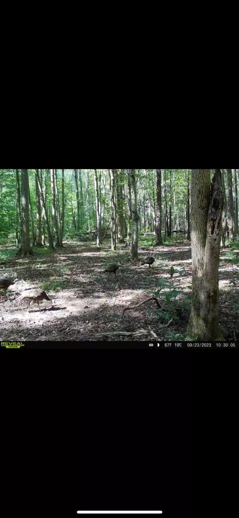 428 Eagle Rd, Buchanan, TN 38222 photo 25
