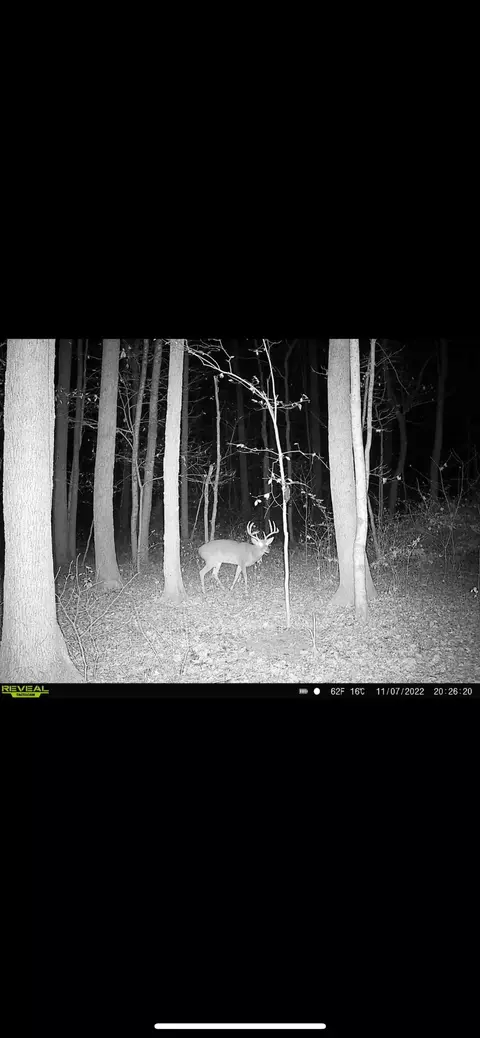 428 Eagle Rd, Buchanan, TN 38222 photo 27