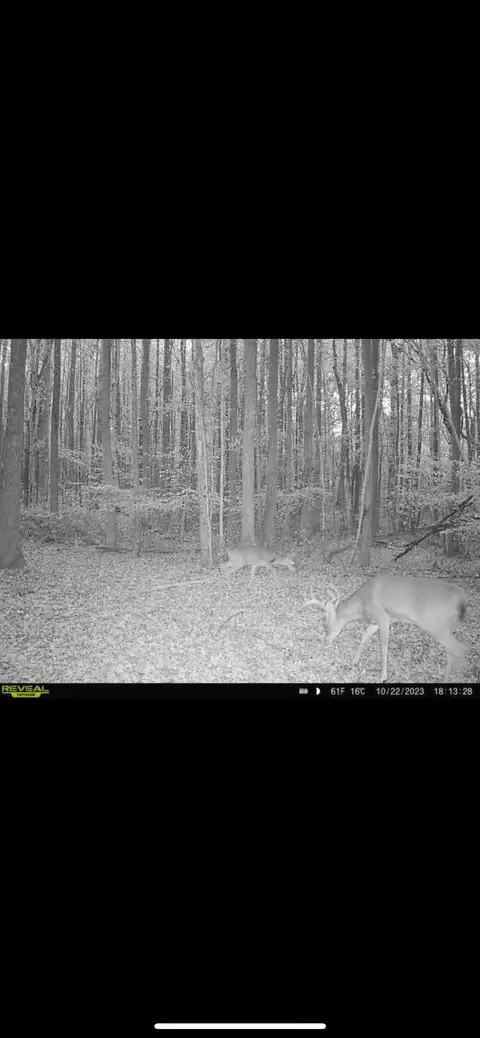 428 Eagle Rd, Buchanan, TN 38222 photo 32