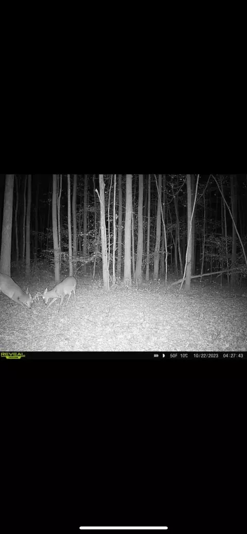 428 Eagle Rd, Buchanan, TN 38222 photo 31