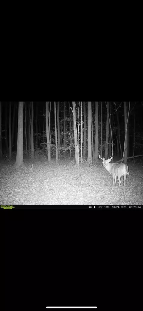 428 Eagle Rd, Buchanan, TN 38222 photo 34