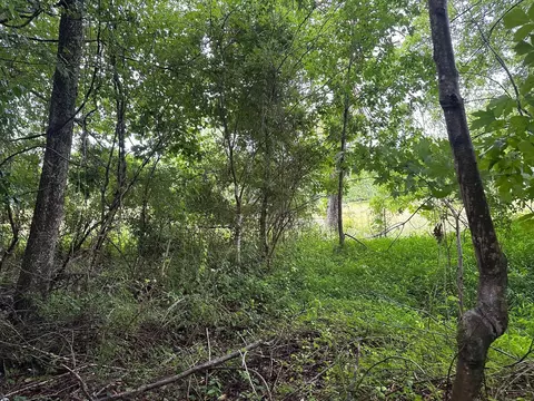7 Saw Mill Rd, Palmer, TN 37365