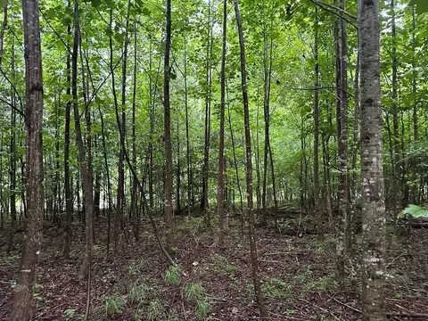 8 Saw Mill Rd, Palmer, TN 37365