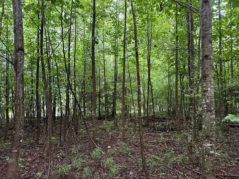 8 Saw Mill Rd, Palmer, TN 37365