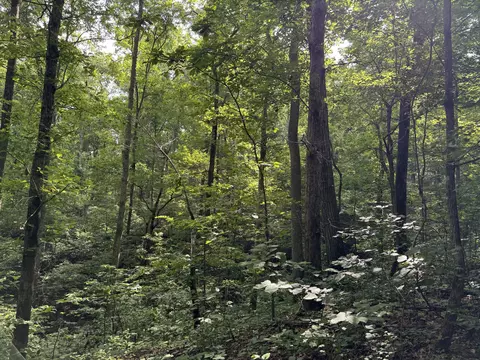 Other - 0 Brushy Rd, Centerville, TN 37033 photo 21 of 30