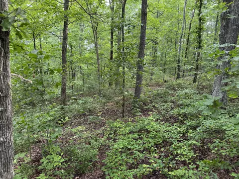 Exterior - 0 Brushy Rd, Centerville, TN 37033 photo 4 of 7