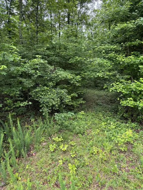 Exterior - 0 Brushy Rd, Centerville, TN 37033 photo 3 of 7