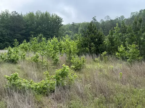 Other - 0 Brushy Rd, Centerville, TN 37033 photo 14 of 30