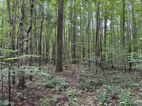 Exterior - 0 Brushy Rd, Centerville, TN 37033 photo 6 of 7
