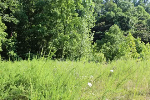 7314 Highway 13, Erin, TN 37061 photo 7