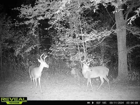 Other - 0 W Hollow Rd, Goodspring, TN 38460 photo 58 of 62