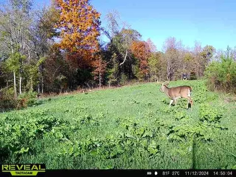 Other - 0 W Hollow Rd, Goodspring, TN 38460 photo 46 of 62