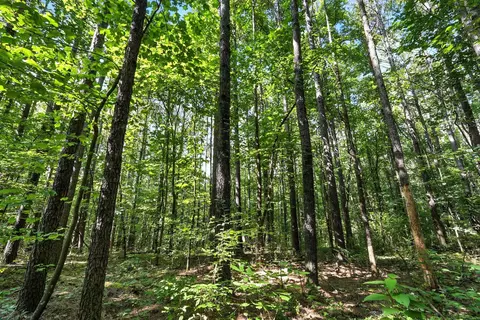 Other - 0 W Hollow Rd, Goodspring, TN 38460 photo 6 of 62