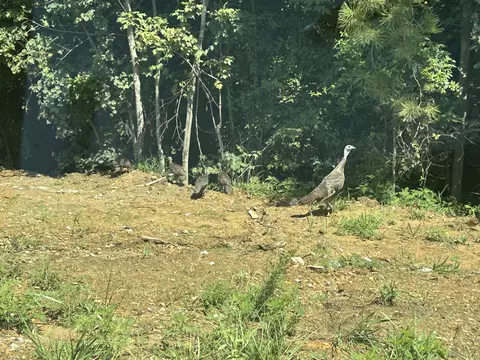 520 Buck Crossing Dr, Guild, TN 37340 photo 13