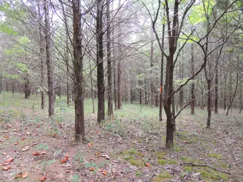 1 Sycamore Rd, Dickson, TN 37055 photo 3