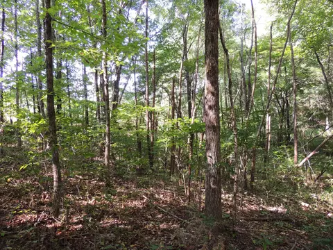 3 Sycamore Rd, Dickson, TN 37055 photo 3