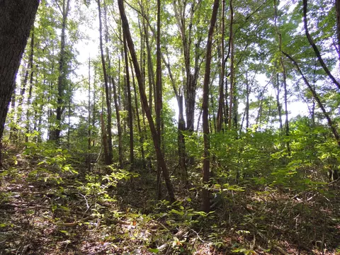 3 Sycamore Rd, Dickson, TN 37055 photo 4