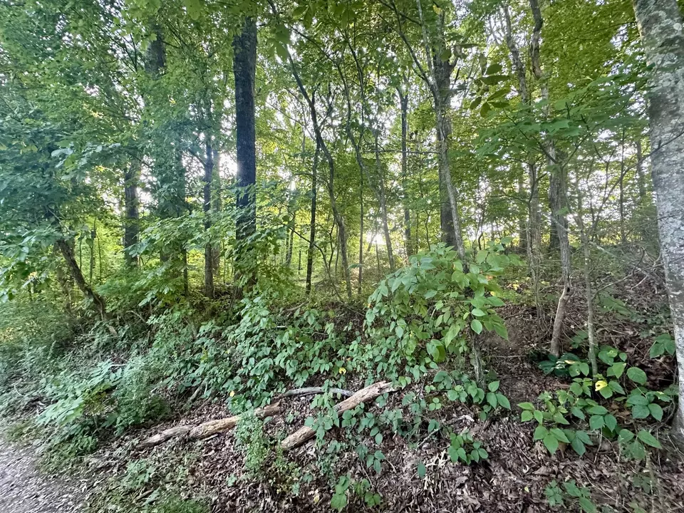  1 Reed Strickland Ln, Spring City, TN 37381 photo 9