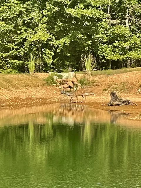 Other - 330 Durwachter Rd, Dover, TN 37058 photo 2 of 24