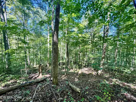 53 W Bobcat Ln, Wilder, TN 38589