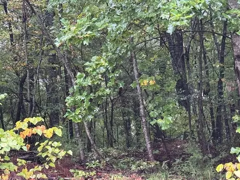 11 Fife, South Pittsburg, TN 37380
