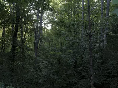 7725 Caney Fork Rd, Fairview, TN 37062 photo 50