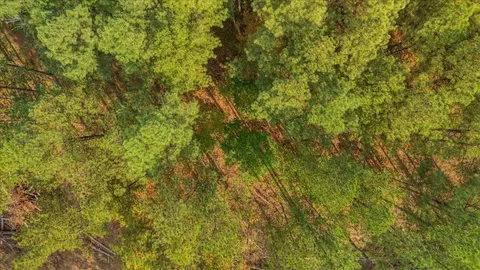 400 Treetop St, Guild, TN 37340 photo 10
