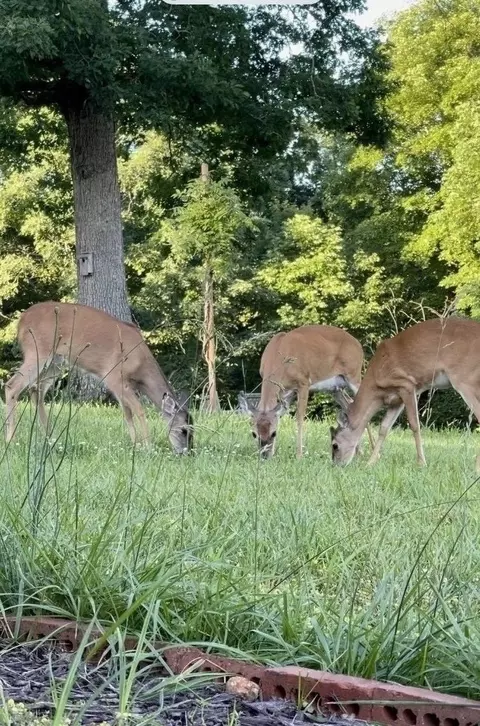 518 Hayes Ridge Rd, Indian Mound, TN 37079