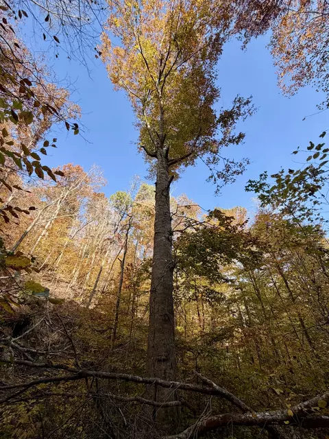 1 Robbins Rd E, Robbins, TN 37852 photo 37