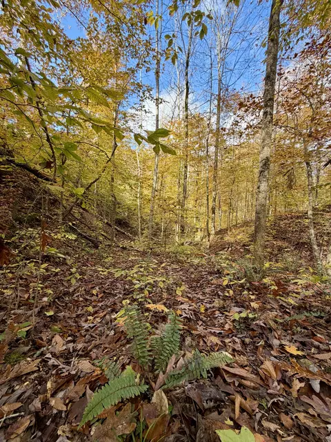 1 Robbins Rd E, Robbins, TN 37852 photo 45