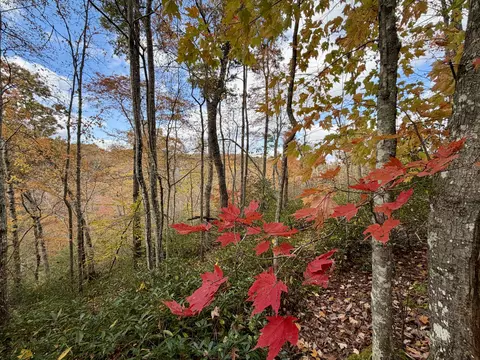 1 Robbins Rd E, Robbins, TN 37852 photo 28