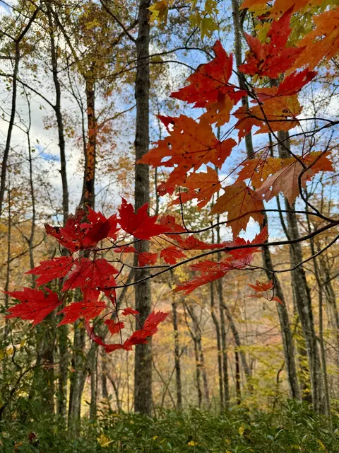 1 Robbins Rd E, Robbins, TN 37852 photo 29