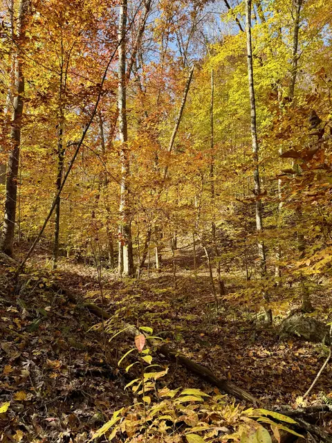 1 Robbins Rd E, Robbins, TN 37852 photo 10