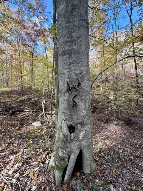 1 Robbins Rd E, Robbins, TN 37852 photo 30