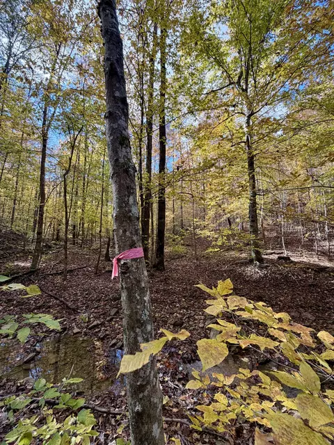 1 Robbins Rd E, Robbins, TN 37852 photo 36