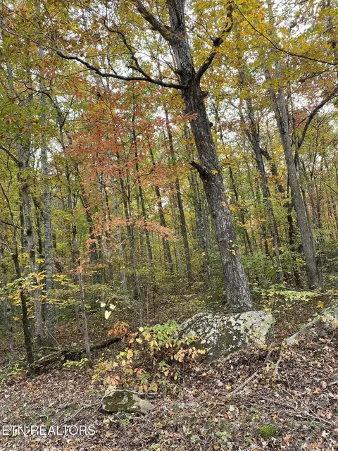 244 Acres Old Grimsley Rd, Grimsley, TN 38565