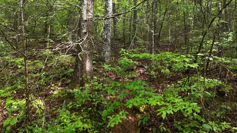 0 Steer Creek Rd, Tellico Plains, TN 37385