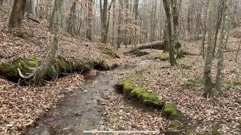 0 W Mackey Rd, Iron City, TN 38463