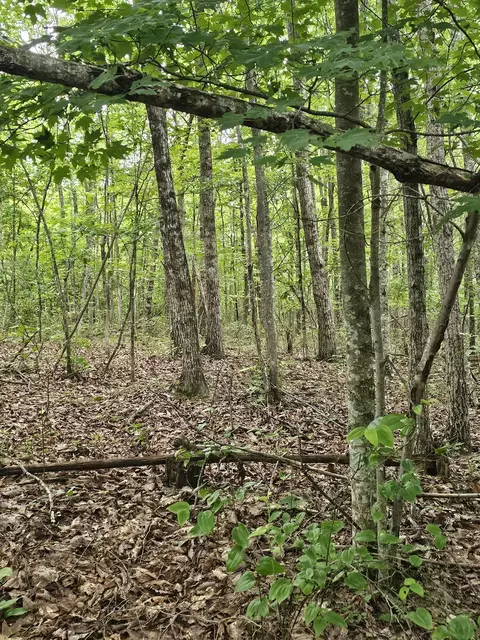 0 Company Farm Rd, Coalmont, TN 37313