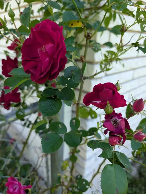 5000 Highway 100, Lyles, TN 37098