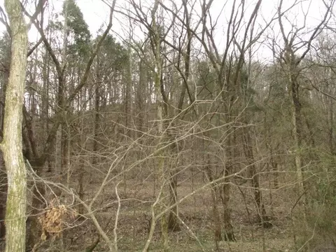0 Rogues Fork Creek Rd, Bethpage, TN 37022 photo 3