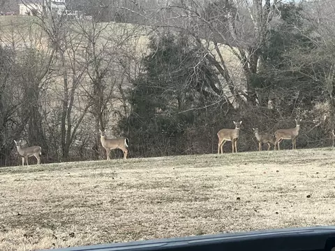 990 E Piney Rd, Dickson, TN 37055 photo 7