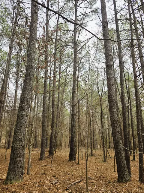 0 Zig Zag Rd, Big Sandy, TN 38221 photo 15