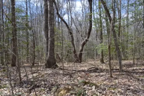 0 Buffalo Rd, Oneida, TN 37841 photo 42