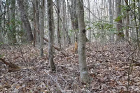 0 Buffalo Rd, Oneida, TN 37841 photo 8