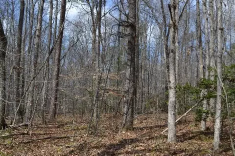 0 Buffalo Rd, Oneida, TN 37841 photo 21